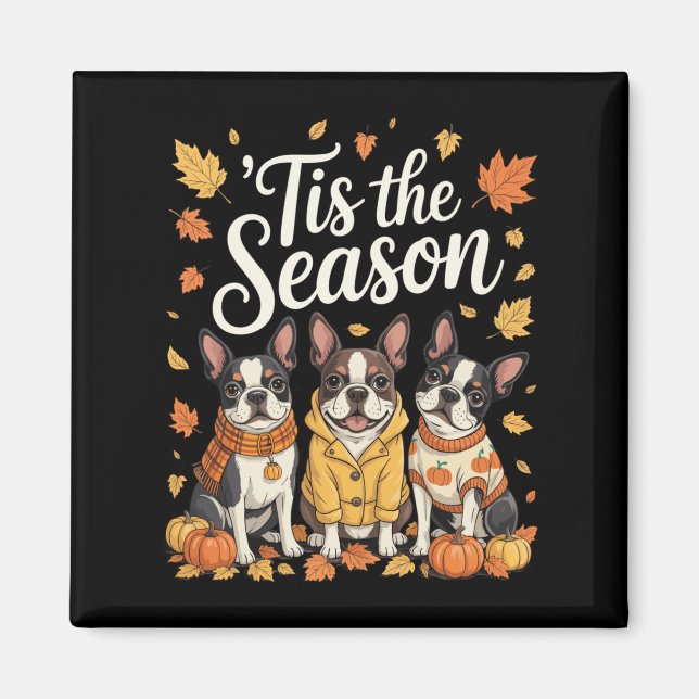 Tis The Season Boston Terrier Fall Autumn Pumpkin  Magnet (Front)