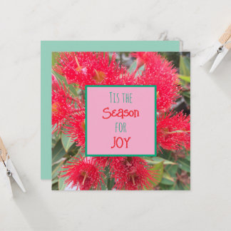 Tis the season for joy - red flowering gum