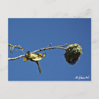 tisserain gendarme et son nid postcard