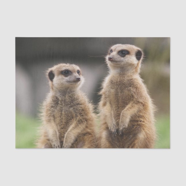 Tissue Paper Meerkat (Front)