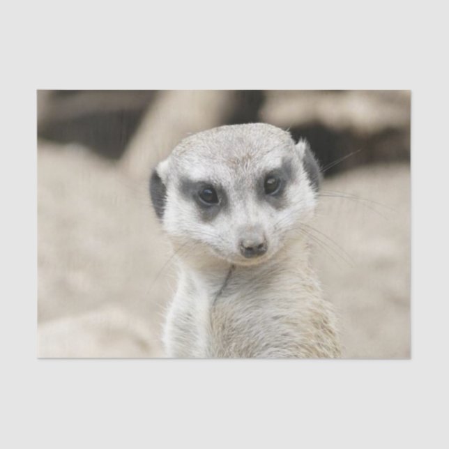 Tissue Paper Meerkat (Front)