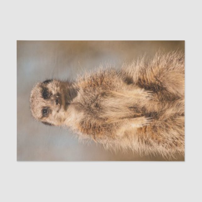 Tissue Paper Meerkat (Front)