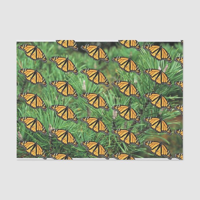 Tissue Paper Monarchs on Pine Boughs (Front)