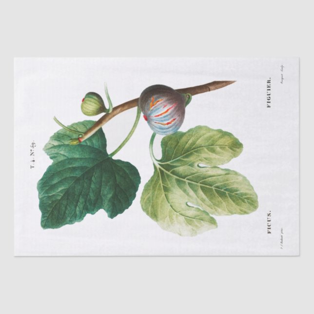 TISSUE PAPER : PIERRE'JOSEPH REDOUTÉ : FIGS (Front)