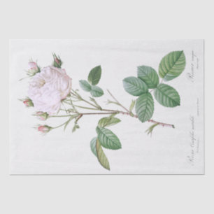 TISSUE PAPER : PIERRE'JOSEPH REDOUTÉ : WHITE ROSE