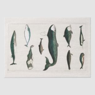 TISSUE PAPER : VINTAGE WHALE CHART