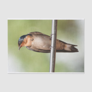 Tissue Paper with Image of Swallow