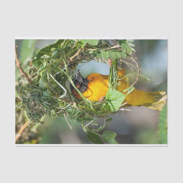 Tissue Paper with Image of Weaver Bird (Front)