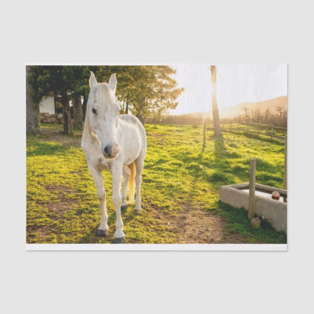 Tissue Paper with Image of White Arabian Horse (Front)
