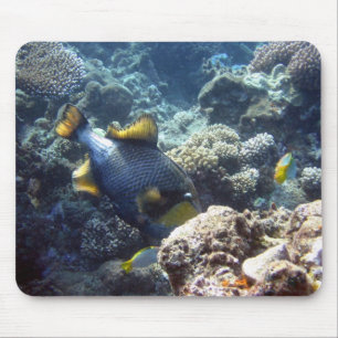 Titan Triggerfish on the Great Barrier Reef Mouse Pad