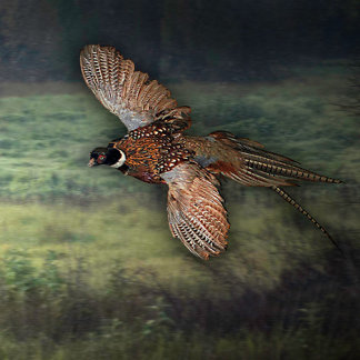 TITLE : " PHESANT LOOKING FOR PREY :  POSTER