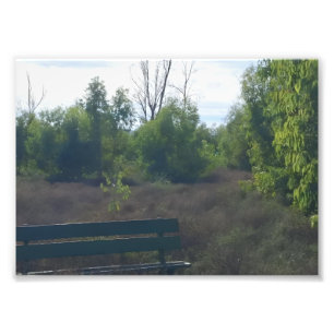 Title: “Quiet Bench in a Wild Nature Landscape” Photo Print