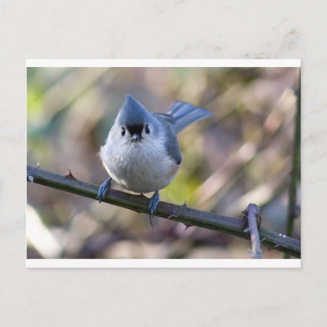 Titmouse Postcard (Front)