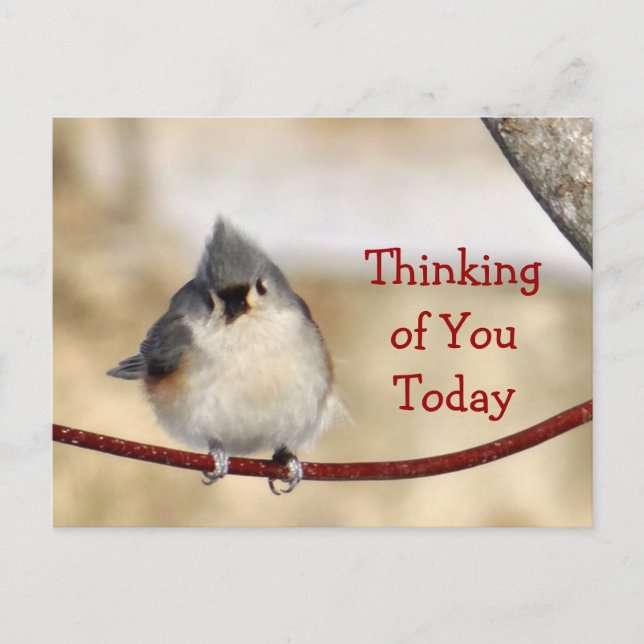 Titmouse Postcard blank- customise any occasion (Front)