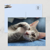 Tito Bandito The Cutest Kitten / Cat