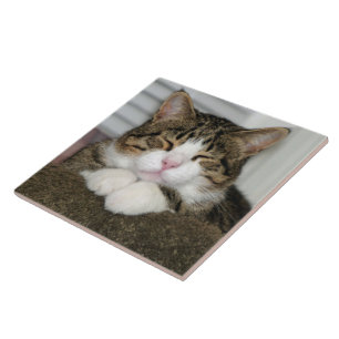 TJ TILE