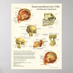 TMJ Anatomy and Muscular Attachments Poster