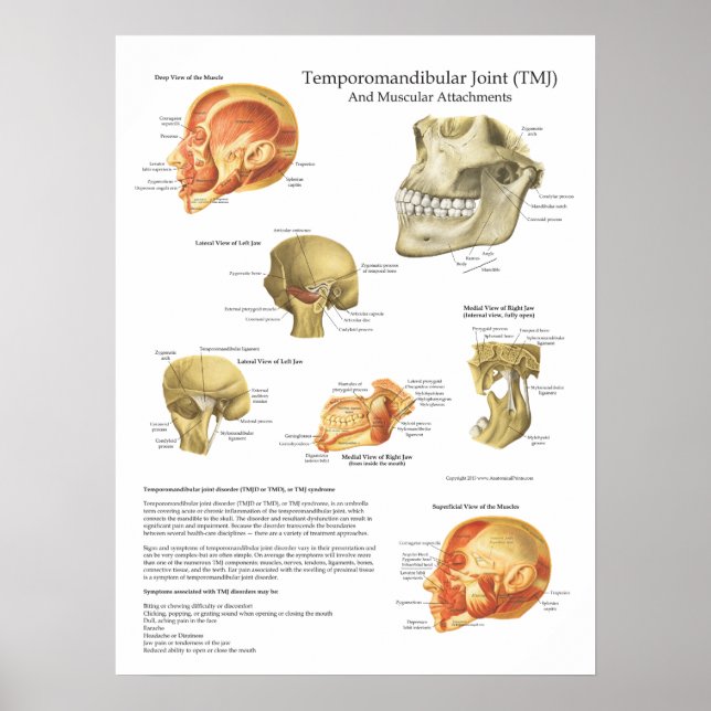 TMJ Anatomy Muscular Attachments Chart Doctor (Front)