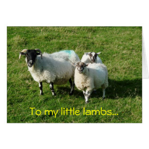 To my little lambs...