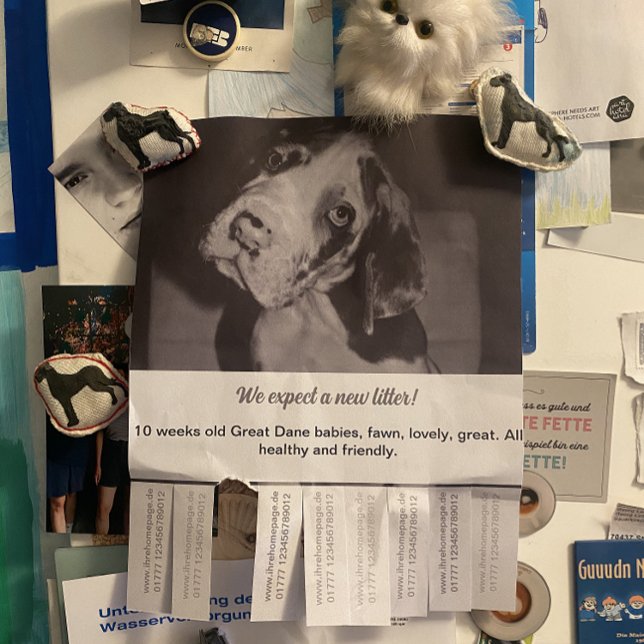 To sell Dane Puppies colorfull Flyer (Creator Uploaded)