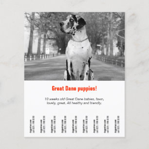 To sell Dane Puppies Flyer
