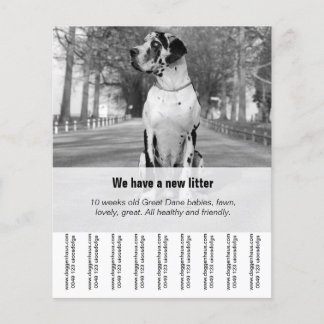 To sell Dane Puppies Flyer