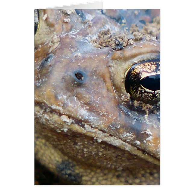 Toad face (Front)