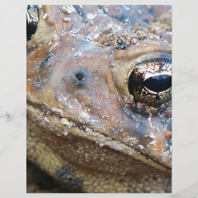 Toad face (Front)