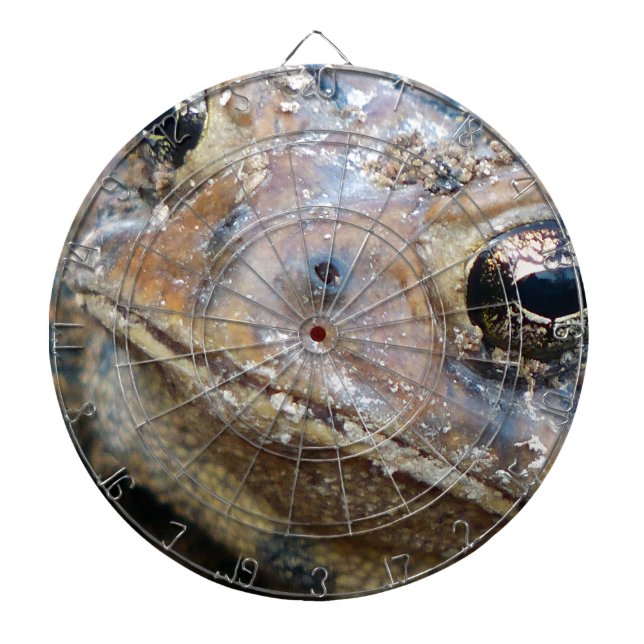 Toad face dartboard (Front)