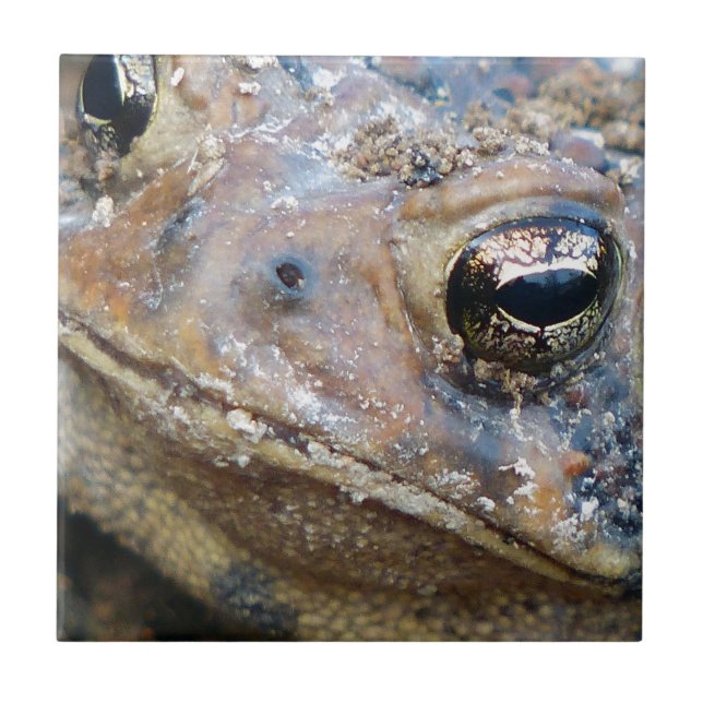 Toad face tile (Front)