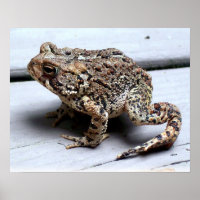 Toad Frog Animal Amphibian Photography
