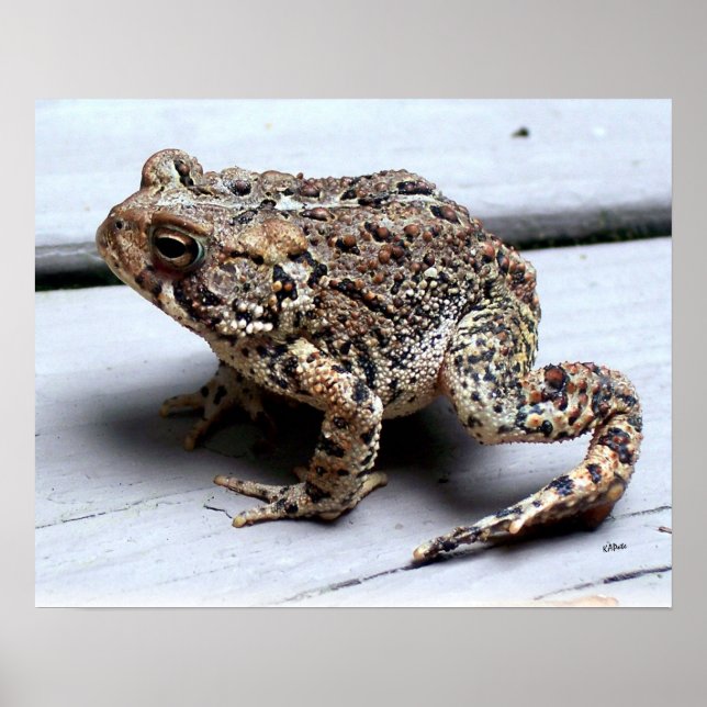 Toad Frog Animal Amphibian Photography Poster (Front)