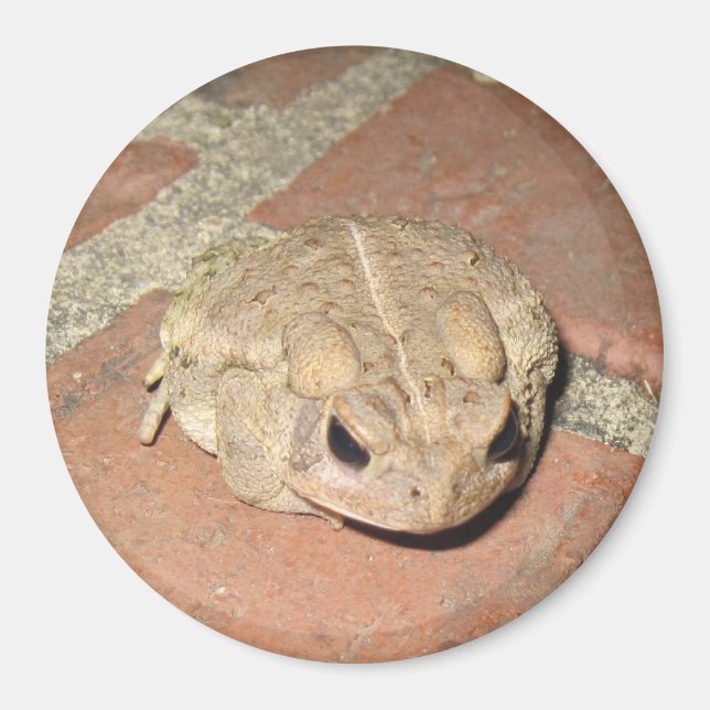 Toad Frog Magnet (Front)