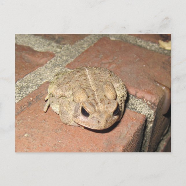Toad Frog Postcard (Front)
