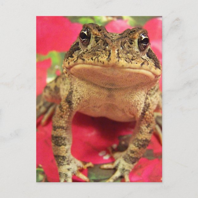 Toad frog standing up against bougainvillea back postcard (Front)