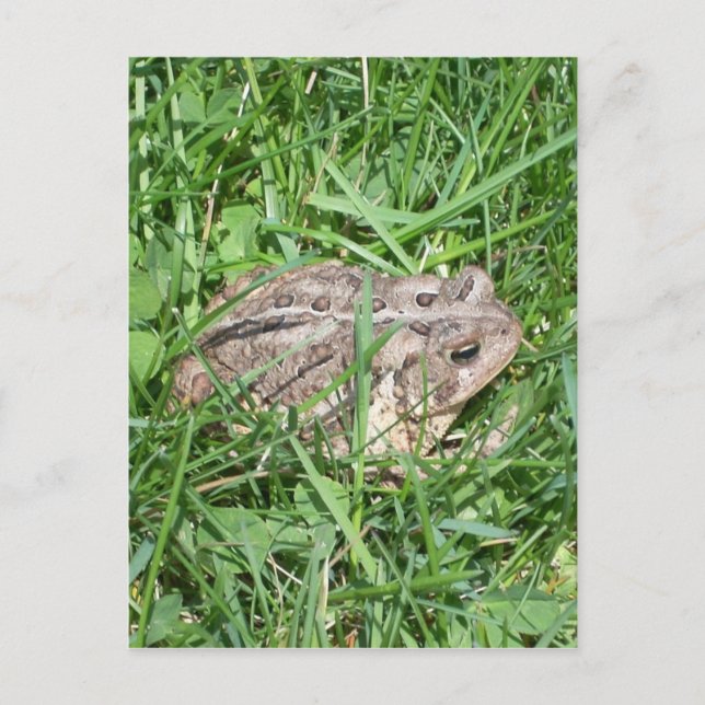 Toad in the Grass Postcard (Front)