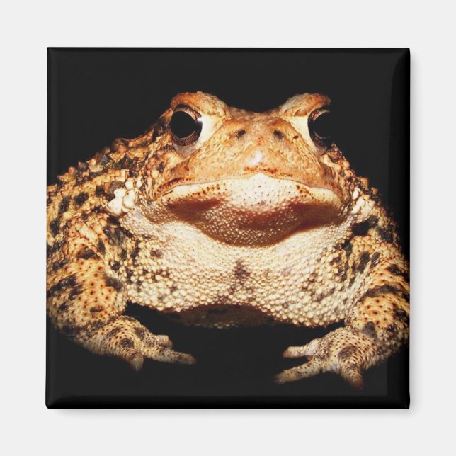 toad magnet (Front)
