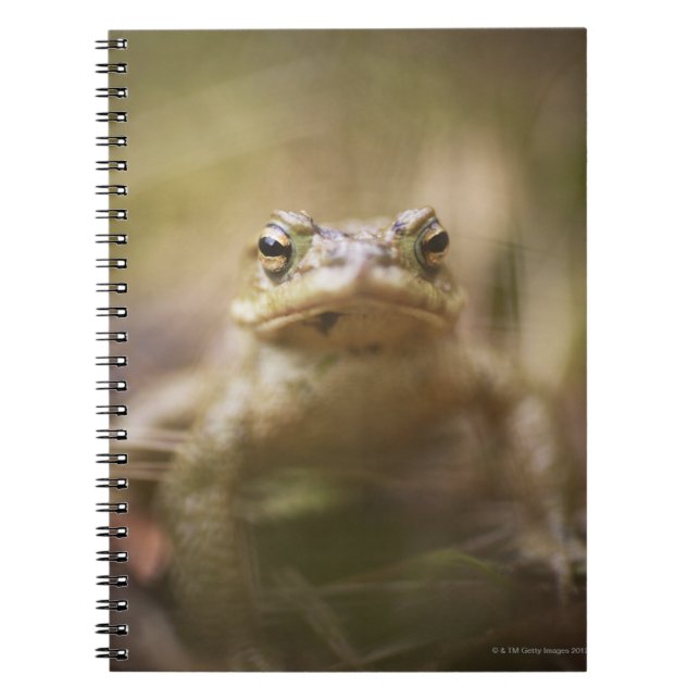 Toad of the Day Spiral Notebook (Front)