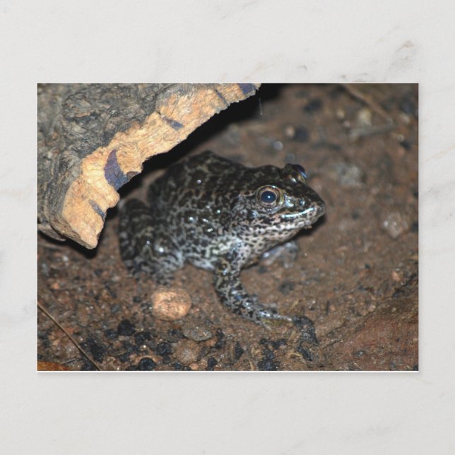 toad postcard (Front)