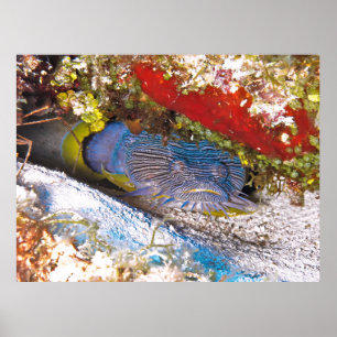 Toadfish in Hiding Poster