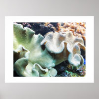 Toadstool leather coral