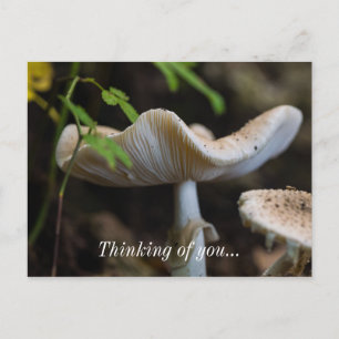 Toadstool Umbrella Thinking Of You Postcard