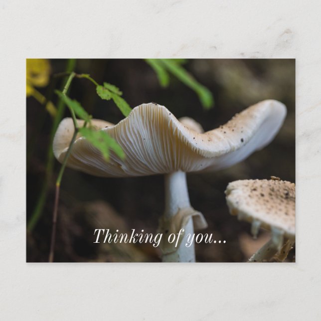 Toadstool Umbrella Thinking Of You Postcard (Front)