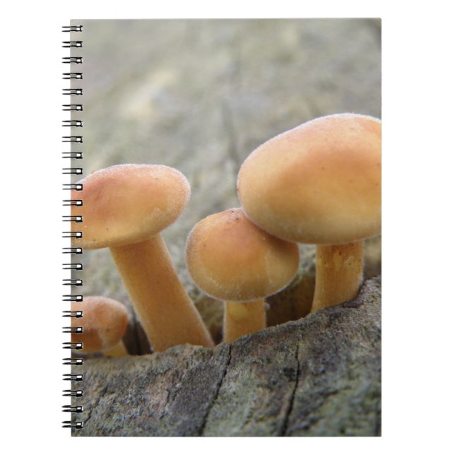 Toadstools on a Tree Trunk Notebook (Front)