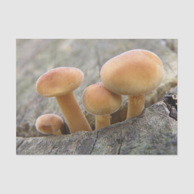 Toadstools on a Tree Trunk Tissue Paper (Front)