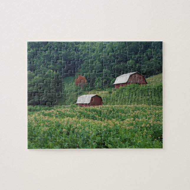 Tobacco crop and pair of red tobacco barns near jigsaw puzzle (Horizontal)