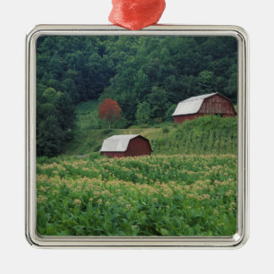 Tobacco crop and pair of red tobacco barns near metal tree decoration