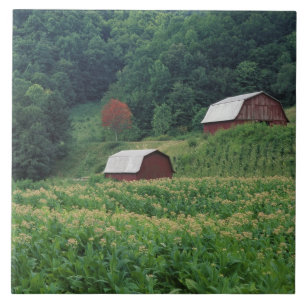 Tobacco crop and pair of red tobacco barns near tile