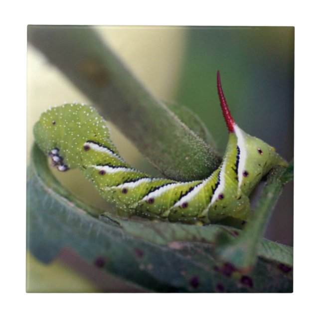 Tobacco Hornworm Caterpillar Ceramic Photo Tile (Front)