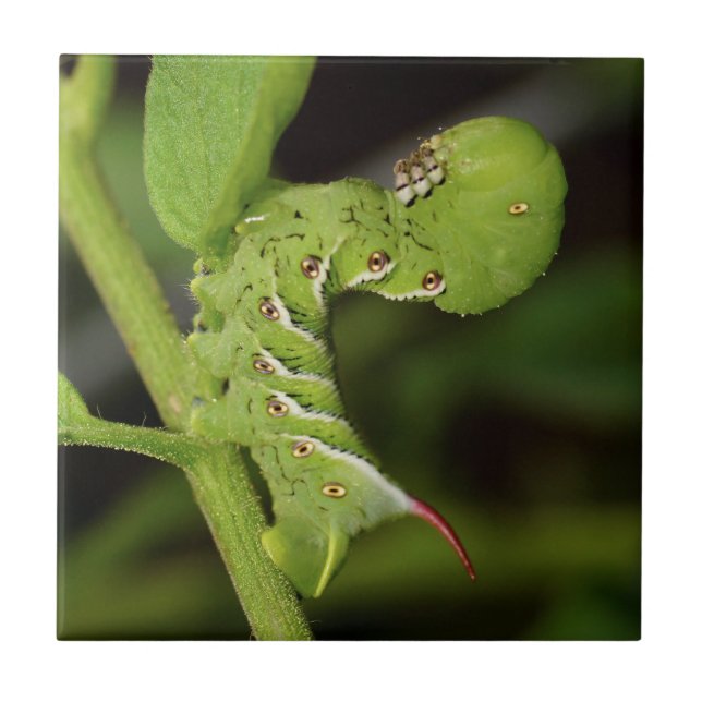 Tobacco Hornworm Caterpillar Ceramic Photo Tile (Front)